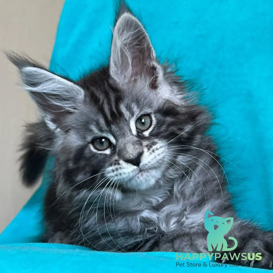 Zabava Maine Coon female black silver tabby - live animals