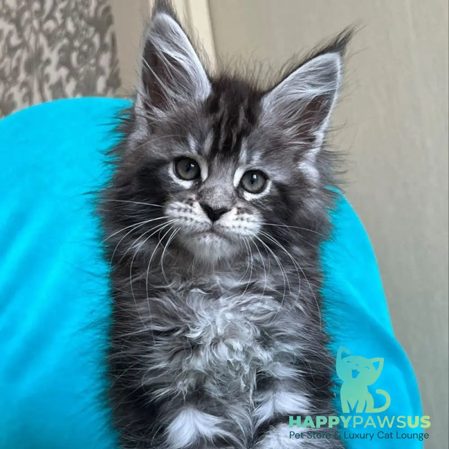 Zabava Maine Coon female black silver tabby - live animals