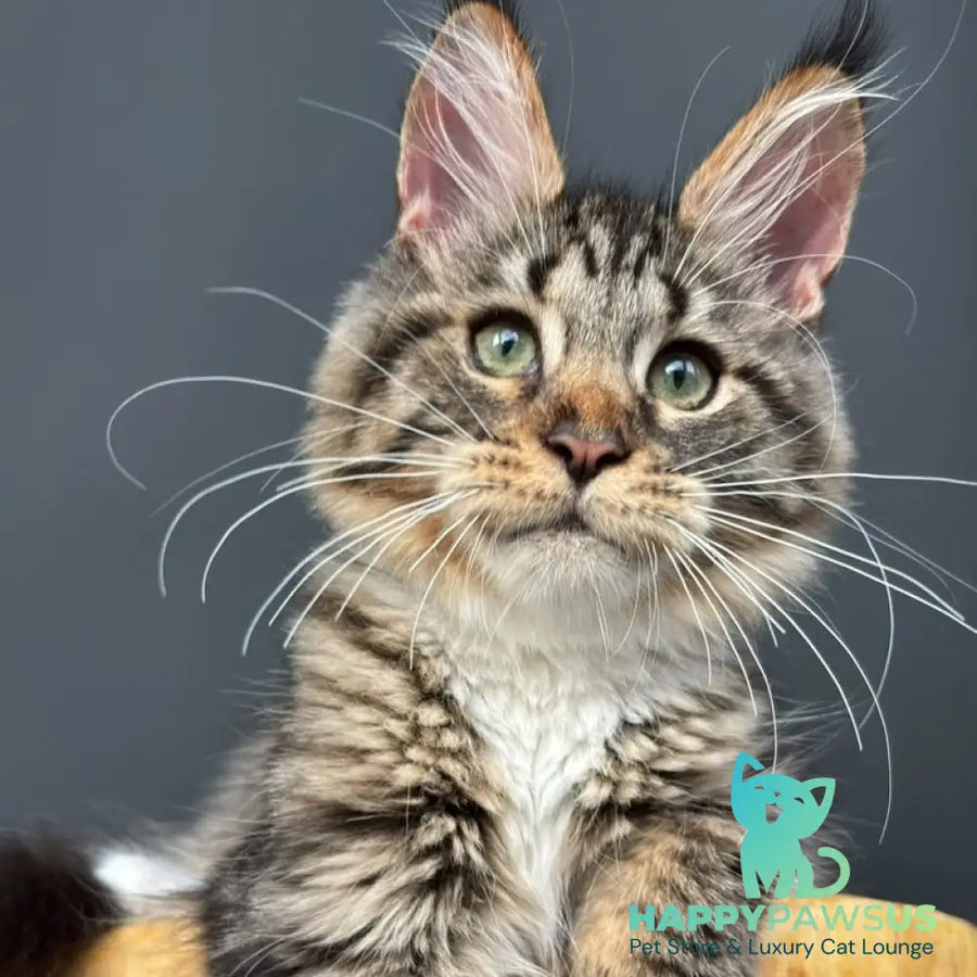 Zabava Maine Coon female black spotted tabby bicolour - live animals