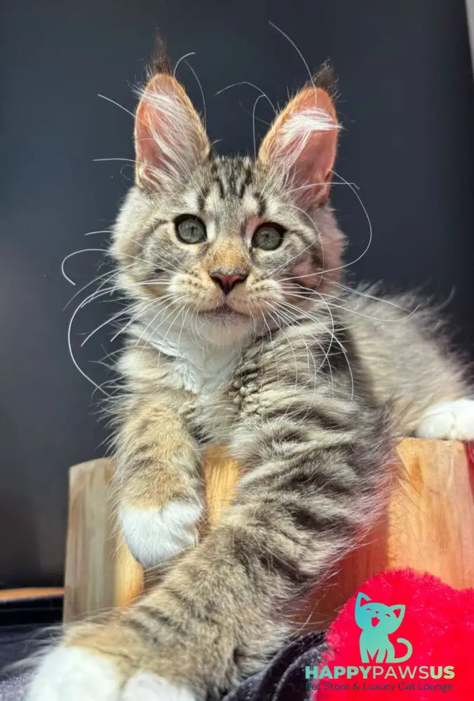 Zabava Maine Coon female black spotted tabby bicolour - live animals