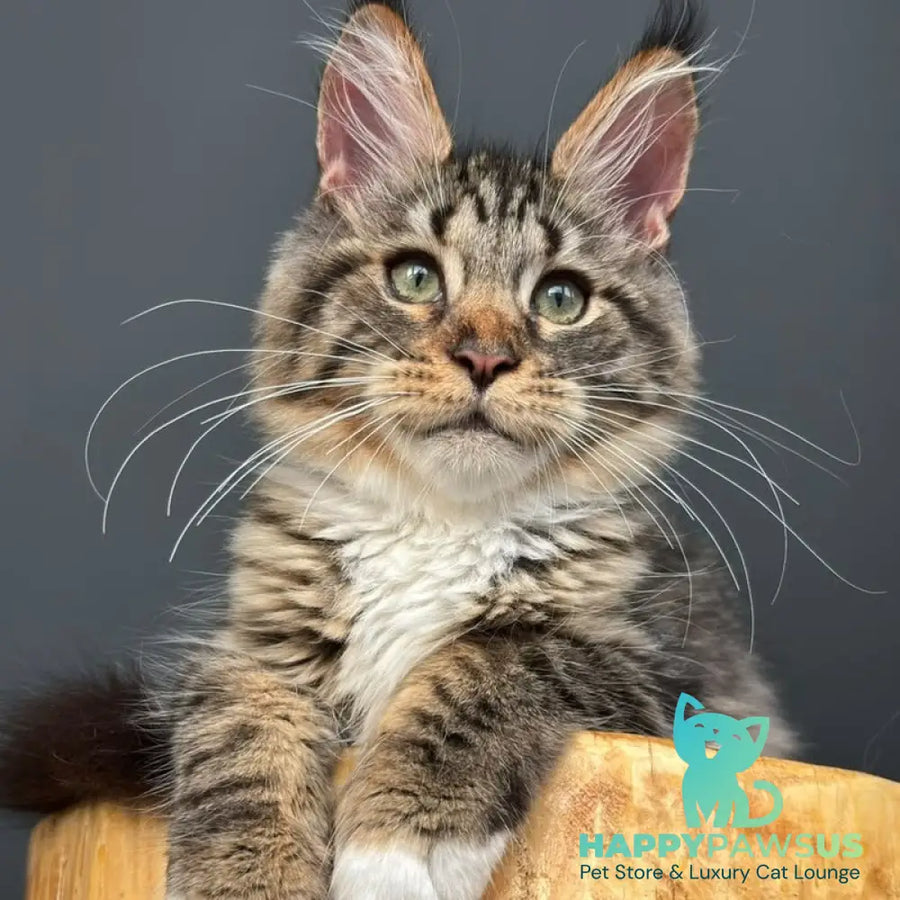 Zabava Maine Coon female black spotted tabby bicolour - live animals