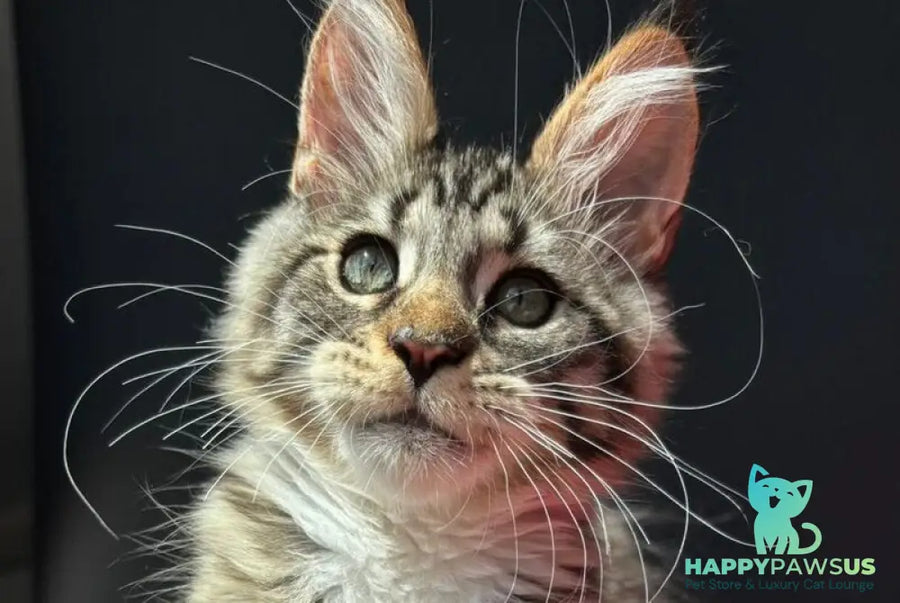 Zabava Maine Coon female black spotted tabby bicolour - live animals