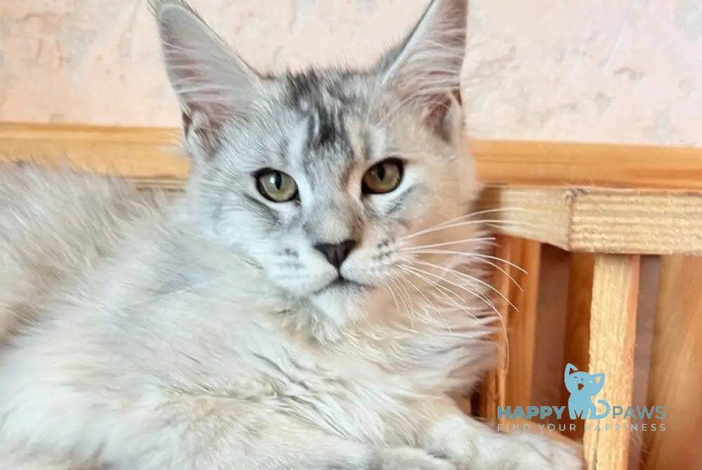 Zabava Maine Coon female black tortie silver ticked tabby live animals