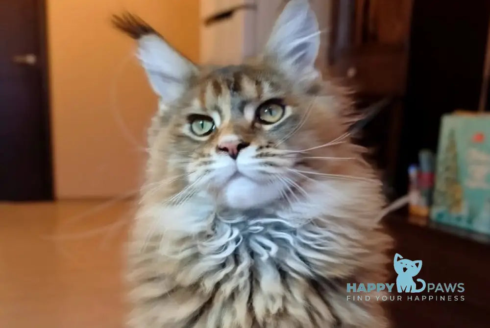 Zabava Maine Coon female black tortie ticked tabby live animals