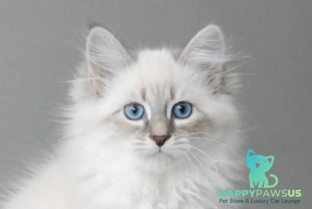 Zabava Neva Masquerade female blue tabby pointed with white - live animals