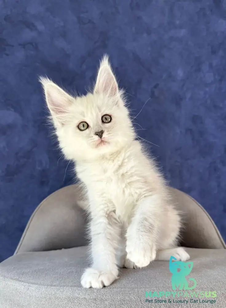 Zabawa Maine Coon female black silver shaded - live animals