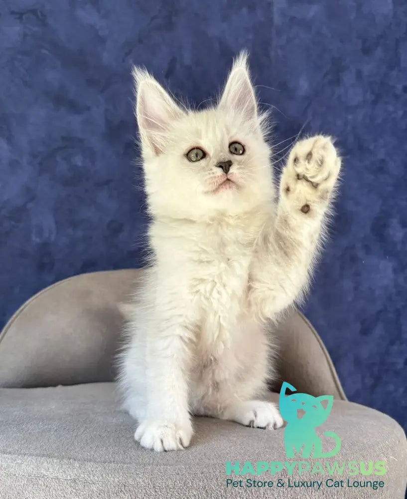 Zabawa Maine Coon female black silver shaded - live animals