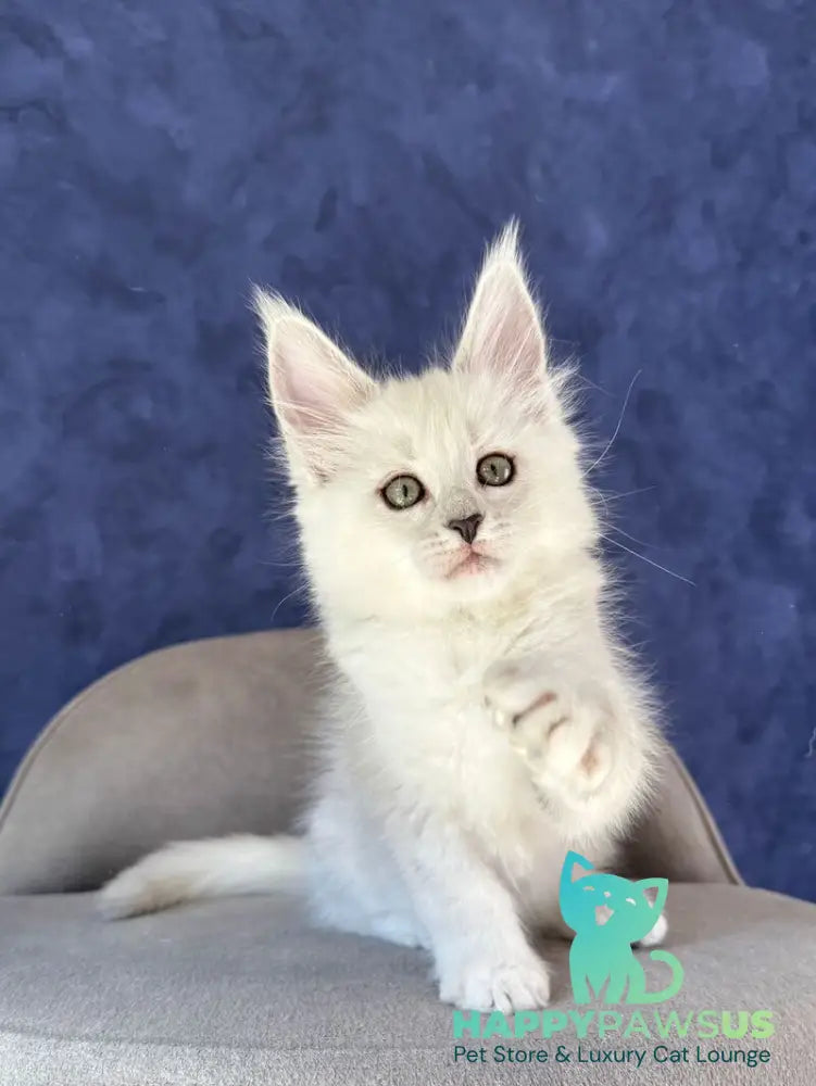 Zabawa Maine Coon female black silver shaded - live animals