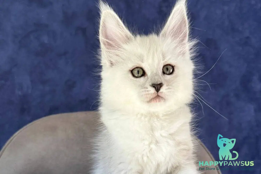 Zabawa Maine Coon female black silver shaded - live animals