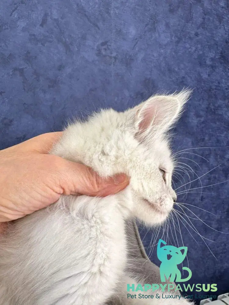 Zabawa Maine Coon female black silver shaded - live animals