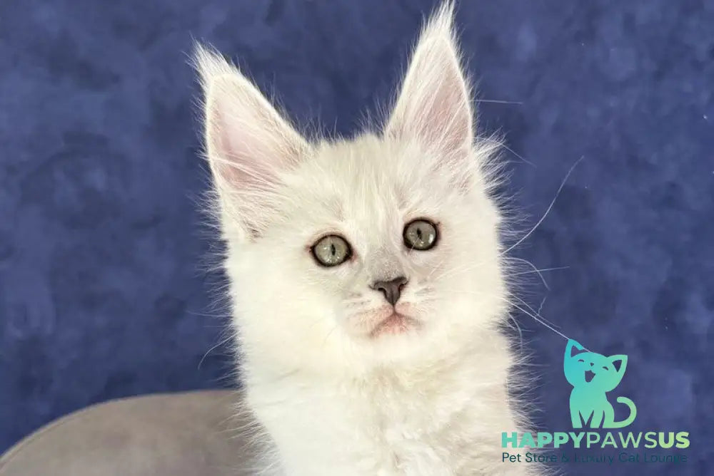 Zabawa Maine Coon female black silver shaded - live animals