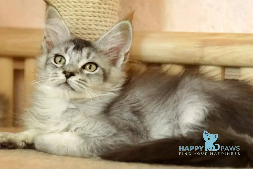 Zabrina Maine Coon female black silver ticked tabby live animals