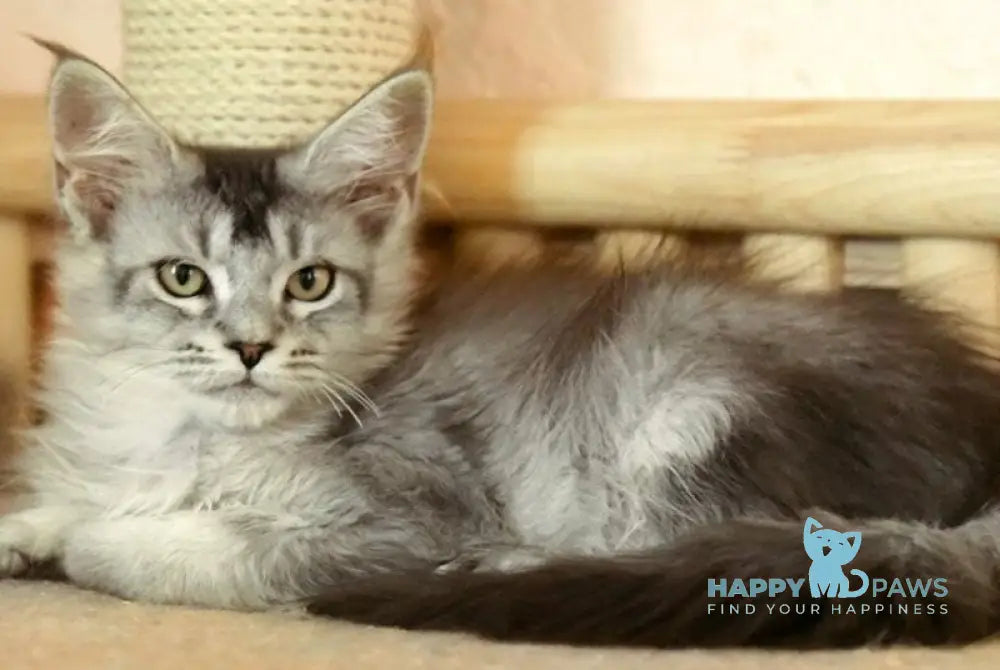 Zabrina Maine Coon female black silver ticked tabby live animals