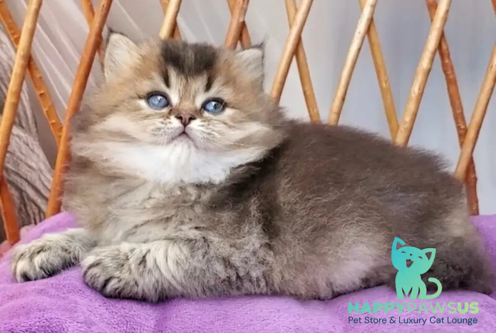 Zachar British Longhair male black golden ticked tabby - live animals