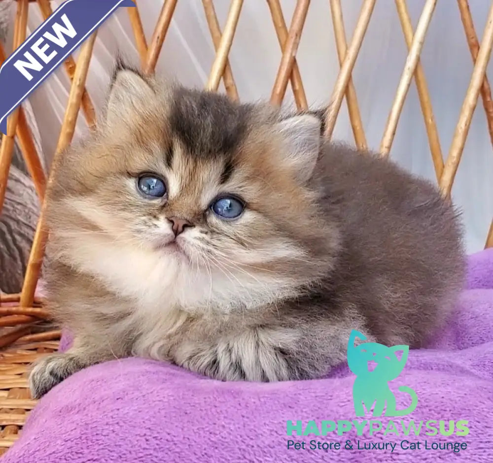 Zachar British Longhair male black golden ticked tabby - live animals