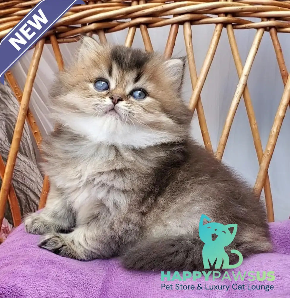 Zachar British Longhair male black golden ticked tabby - live animals