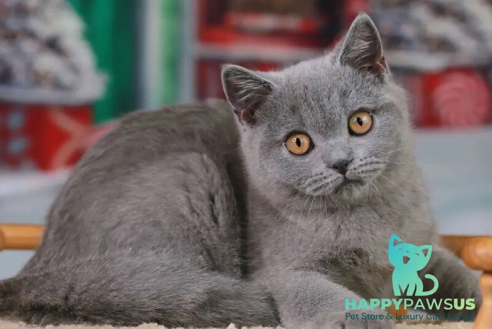 Zachar British Shorthair male blue live animals