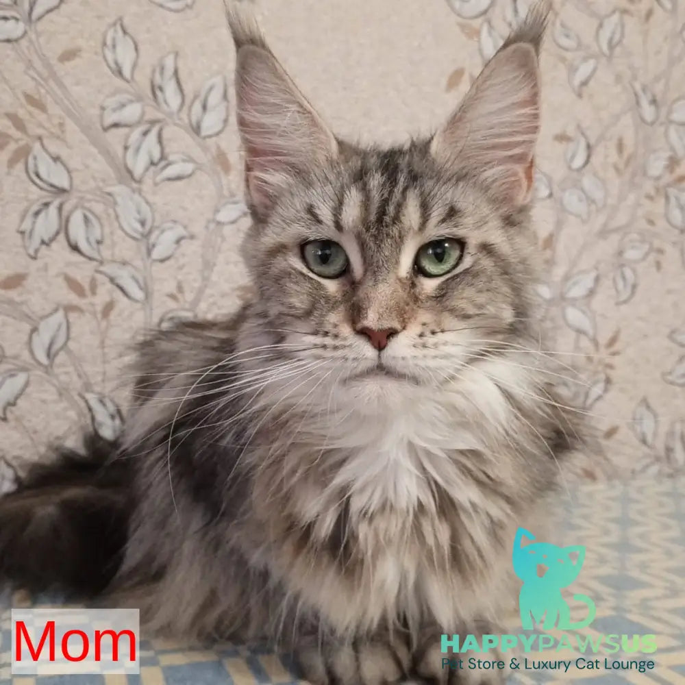 Zachar Maine Coon male black tabby - live animals