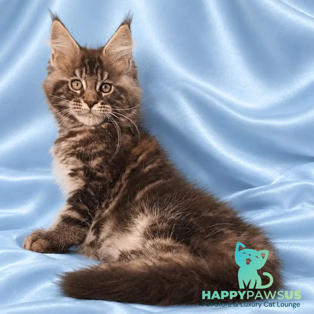 Zachar Maine Coon male black tabby - live animals