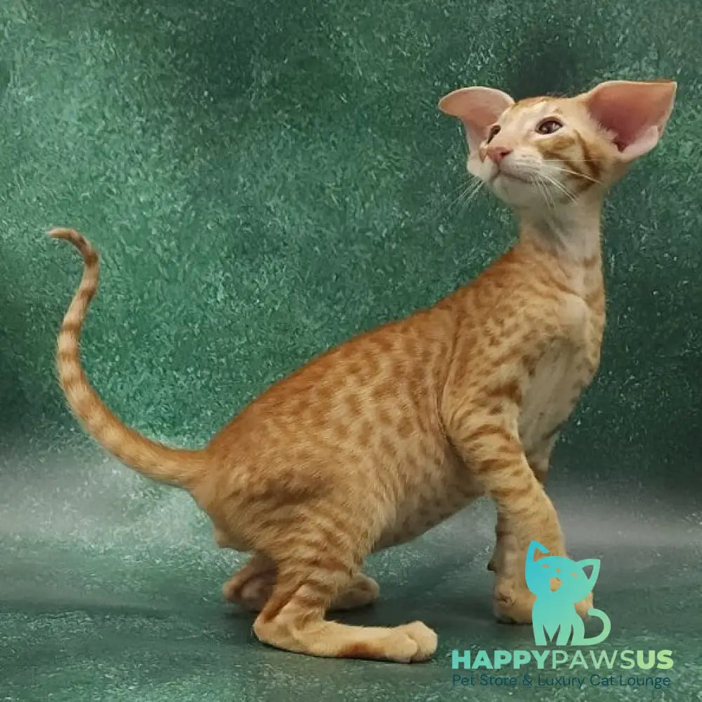 Zachary Oriental Shorthair male red spotted tabby - live animals