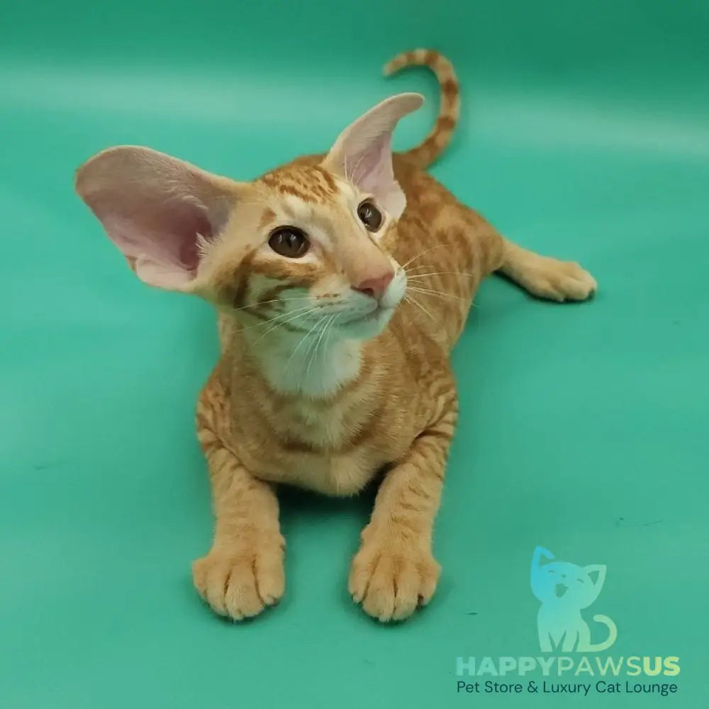 Zachary Oriental Shorthair male red spotted tabby - live animals