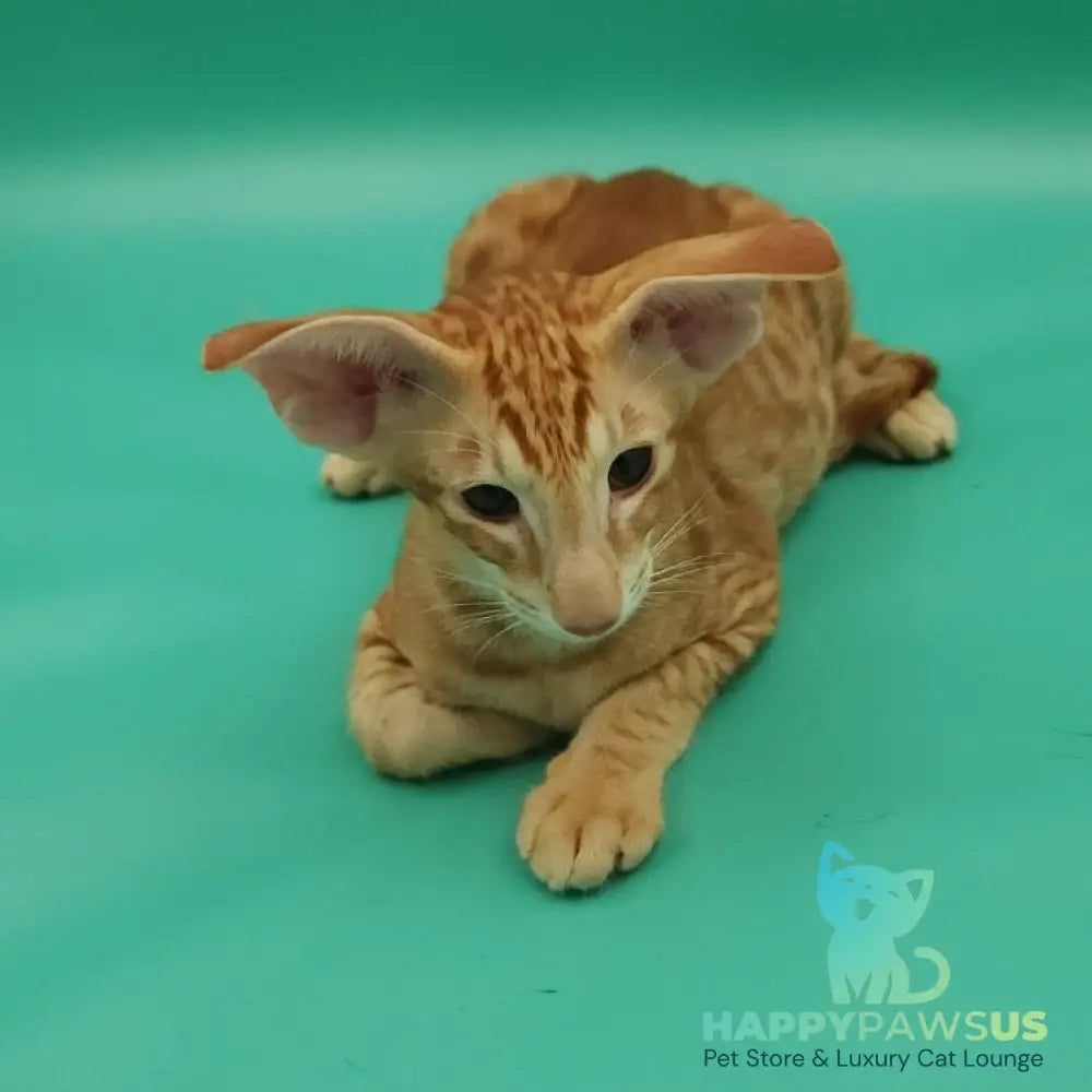 Zachary Oriental Shorthair male red spotted tabby - live animals
