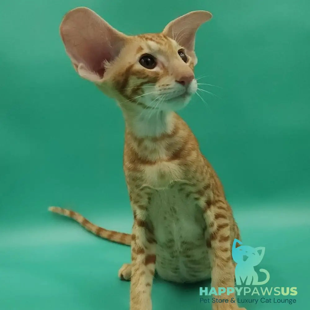 Zachary Oriental Shorthair male red spotted tabby - live animals