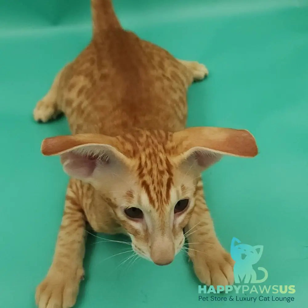 Zachary Oriental Shorthair male red spotted tabby - live animals