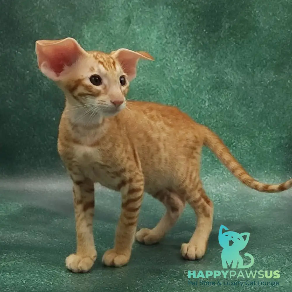 Zachary Oriental Shorthair male red spotted tabby - live animals