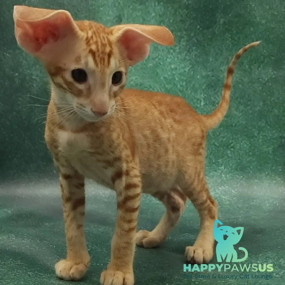 Zachary Oriental Shorthair male red spotted tabby - live animals