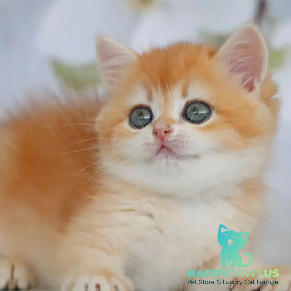 Zadava British Shorthair female black golden chinchilla - live animals