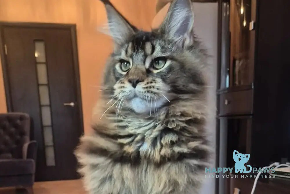 Zador Maine Coon male black tabby live animals