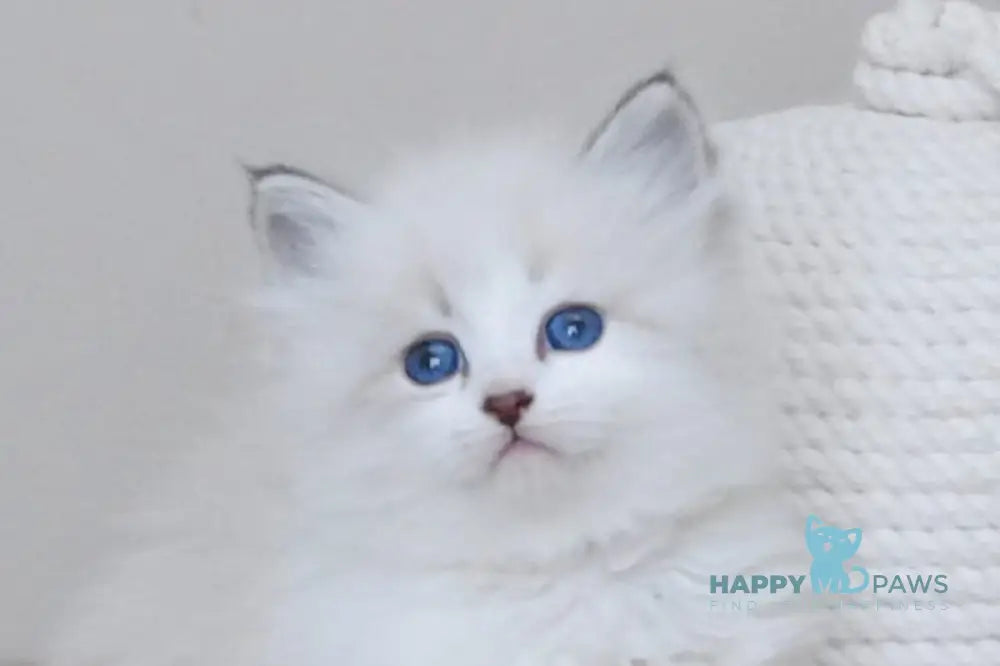 Zador Neva Masquerade male blue tabby pointed with white live animals