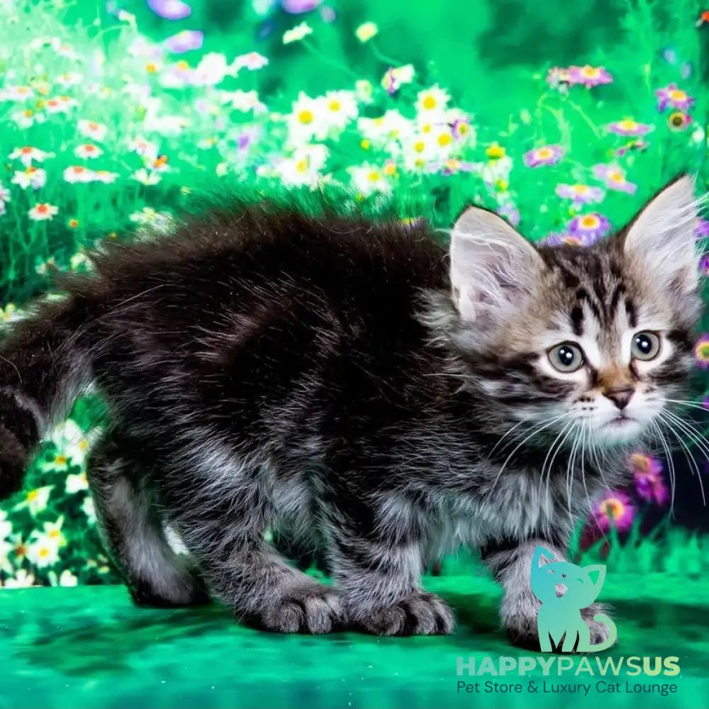 Zador Siberian male black tabby - live animals