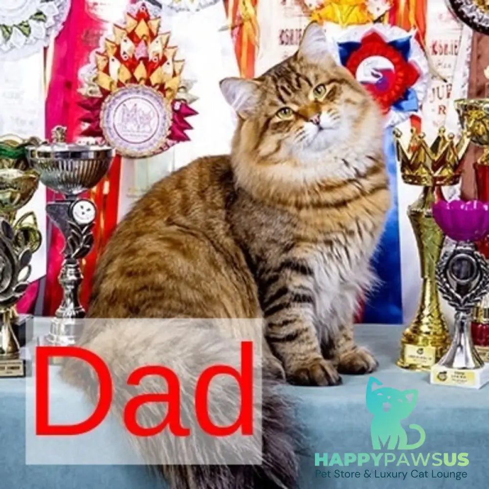 Zador Siberian male black tabby - live animals