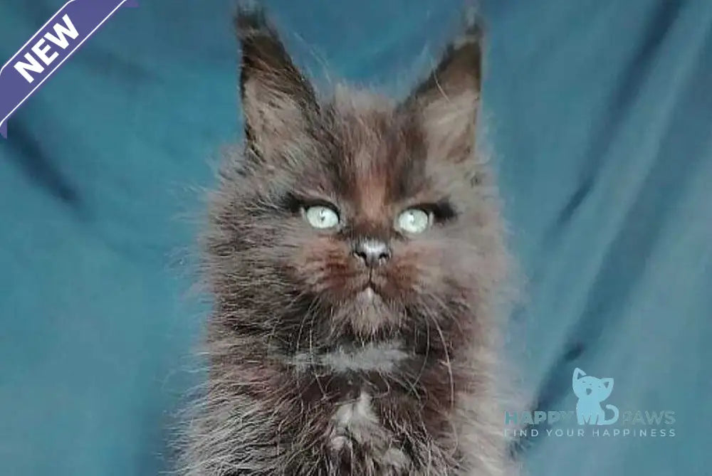 Zafar Maine Coon male black - live animals