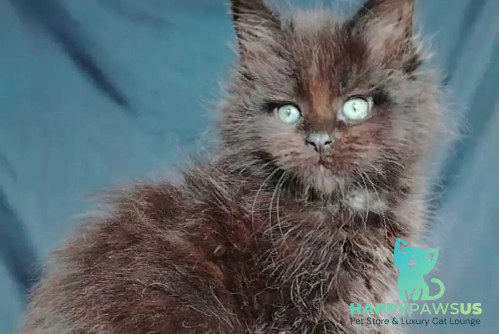Zafar Maine Coon male black - live animals