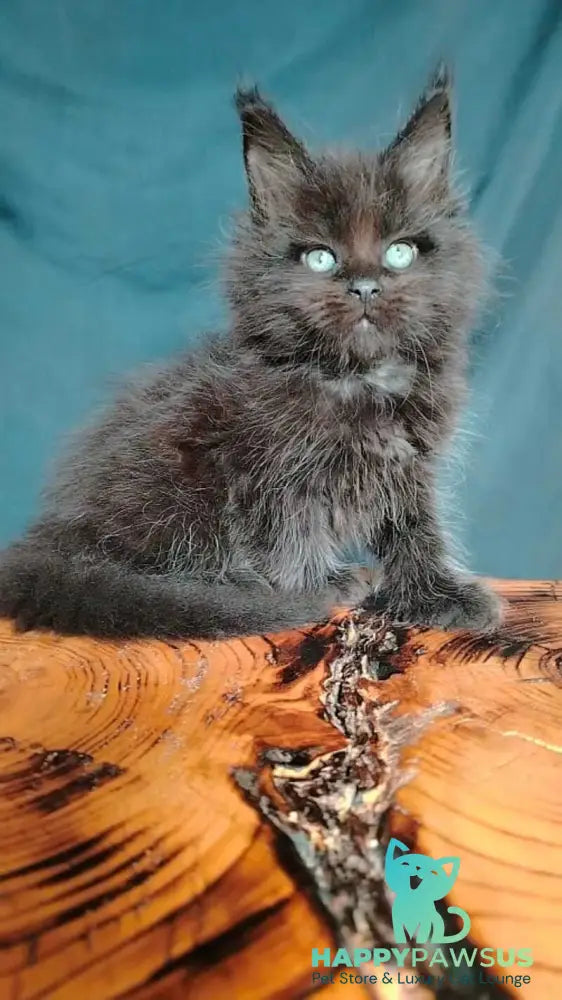 Zafar Maine Coon male black - live animals