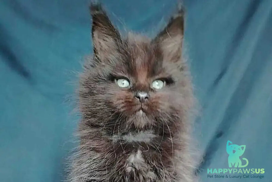 Zafar Maine Coon male black - live animals