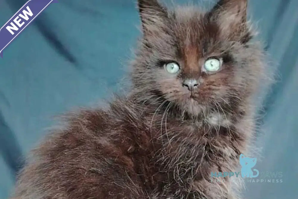 Zafar Maine Coon male black - live animals