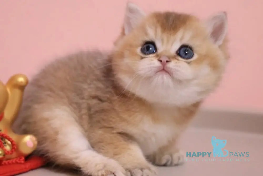 Zahar British Shorthair male chocolate golden shaded live animals