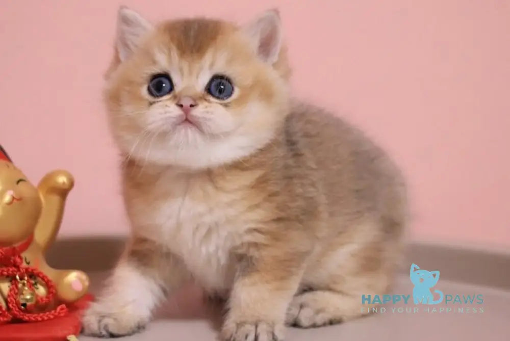 Zahar British Shorthair male chocolate golden shaded live animals
