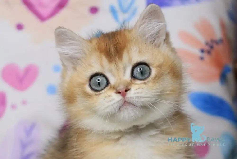 Zahar British Shorthair male chocolate golden shaded live animals