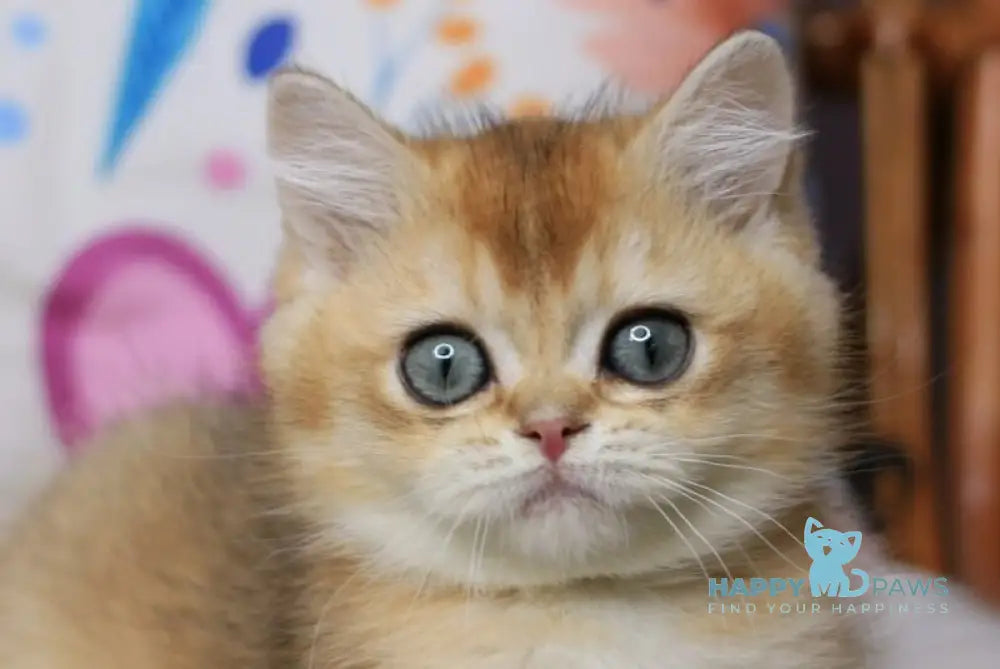 Zahar British Shorthair male chocolate golden shaded live animals