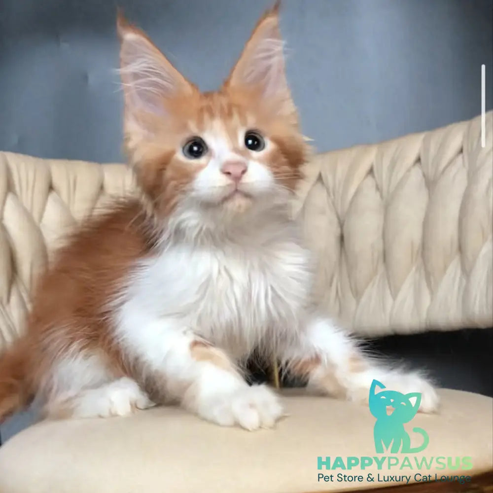 Zahar Maine Coon male red tabby bicolour - live animals