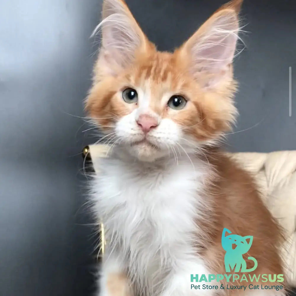 Zahar Maine Coon male red tabby bicolour - live animals