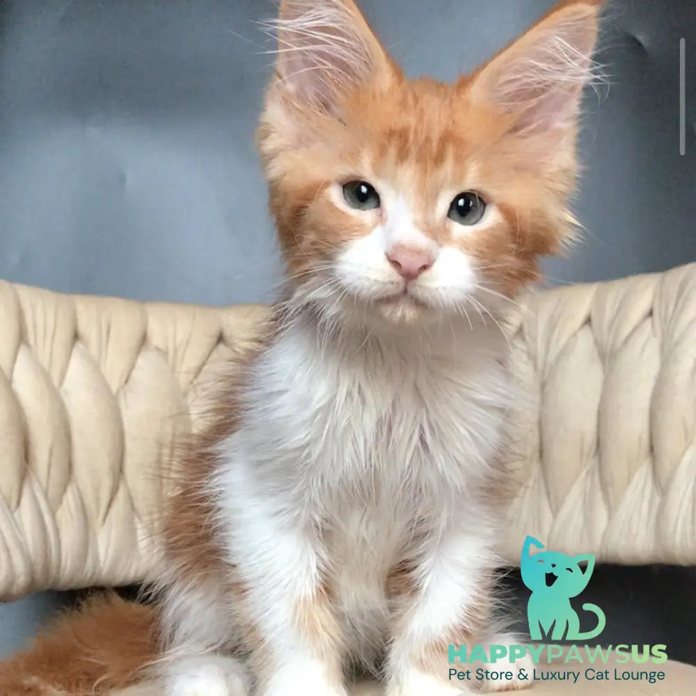 Zahar Maine Coon male red tabby bicolour - live animals