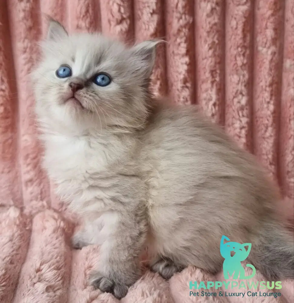 Zahar Siberian male blue tabby pointed - live animals