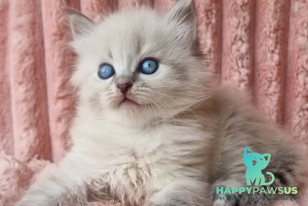 Zahar Siberian male blue tabby pointed - live animals