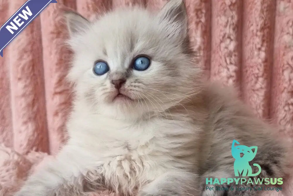 Zahar Siberian male blue tabby pointed - live animals